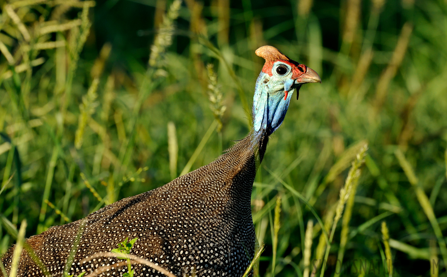 Numida meleagris coronata [550 mm, 1/320 sec at f / 13, ISO 1600]